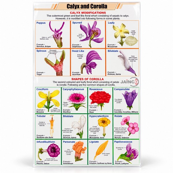 Calyx and Corolla Chart